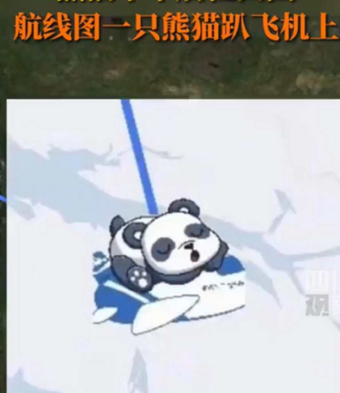 丫丫回国航线熊猫趴飞机上