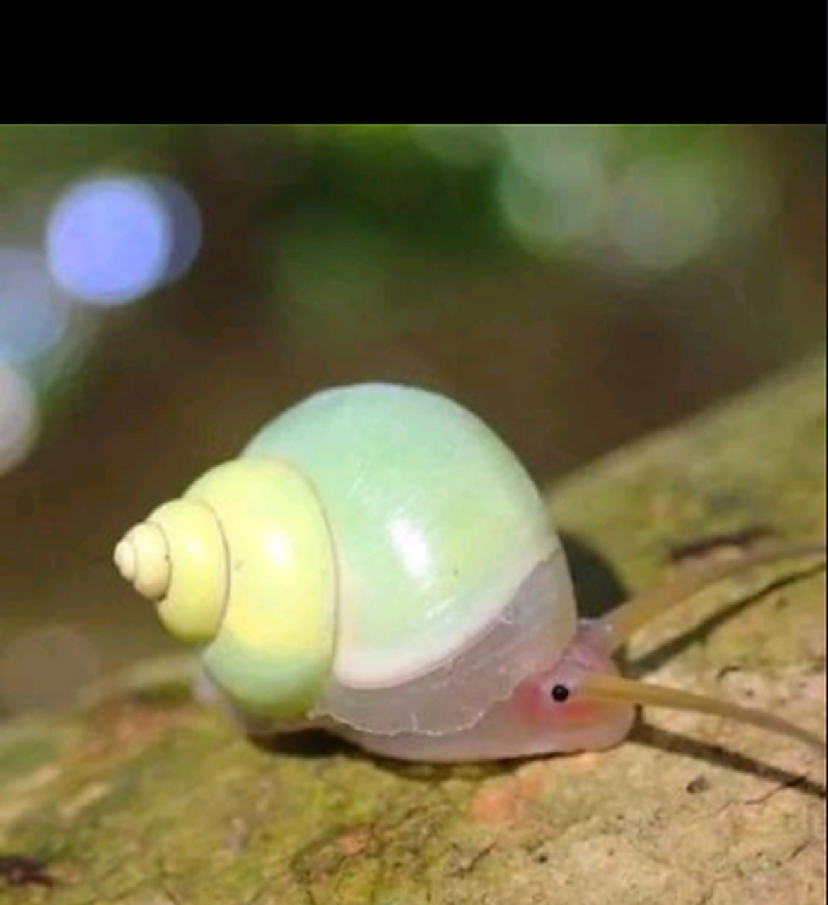 七彩蜗牛 大千世界无奇不有