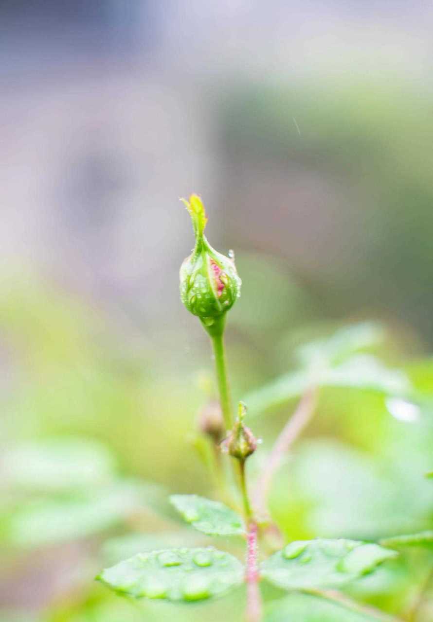 今天已經是了[二哈] 包郵區的月季已經顯色 你們那裡的月季怎麼樣了?