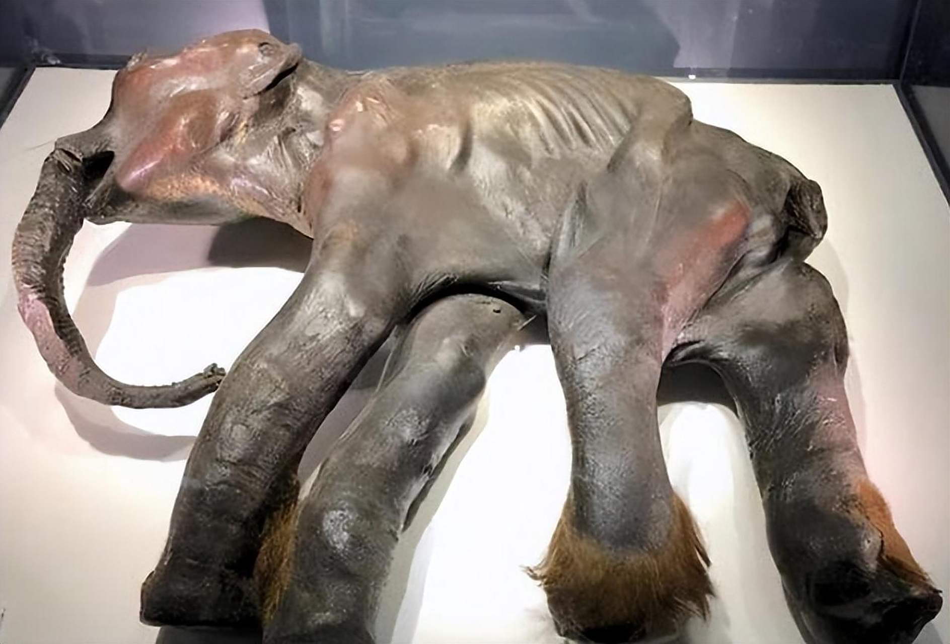 加拿大发现猛犸象木乃伊，加拿大发现猛犸象木乃伊是真的吗