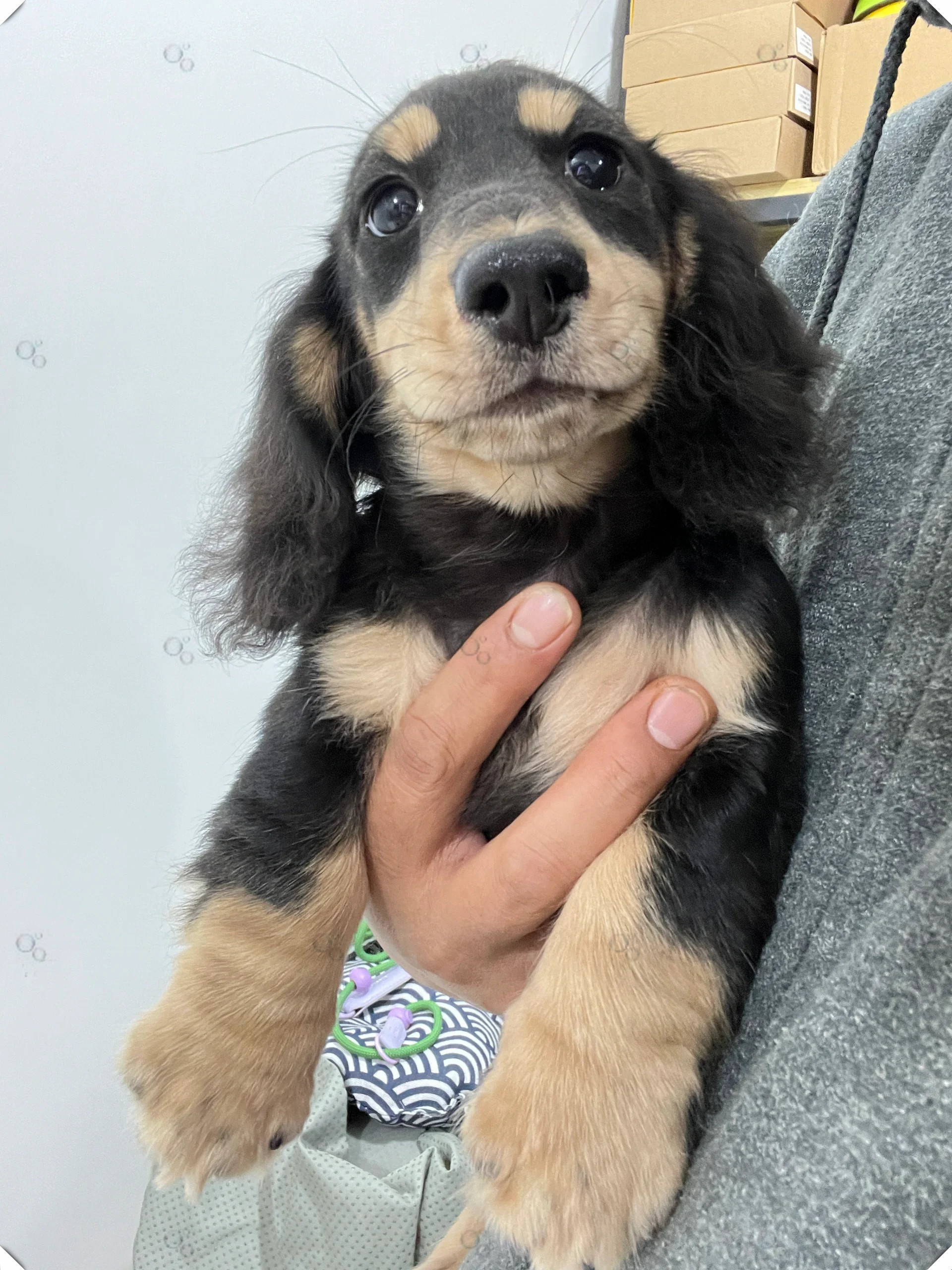 迷你长毛腊肠犬太甜了  这款狗狗不仅外形可爱,性格也非常温顺,它们善