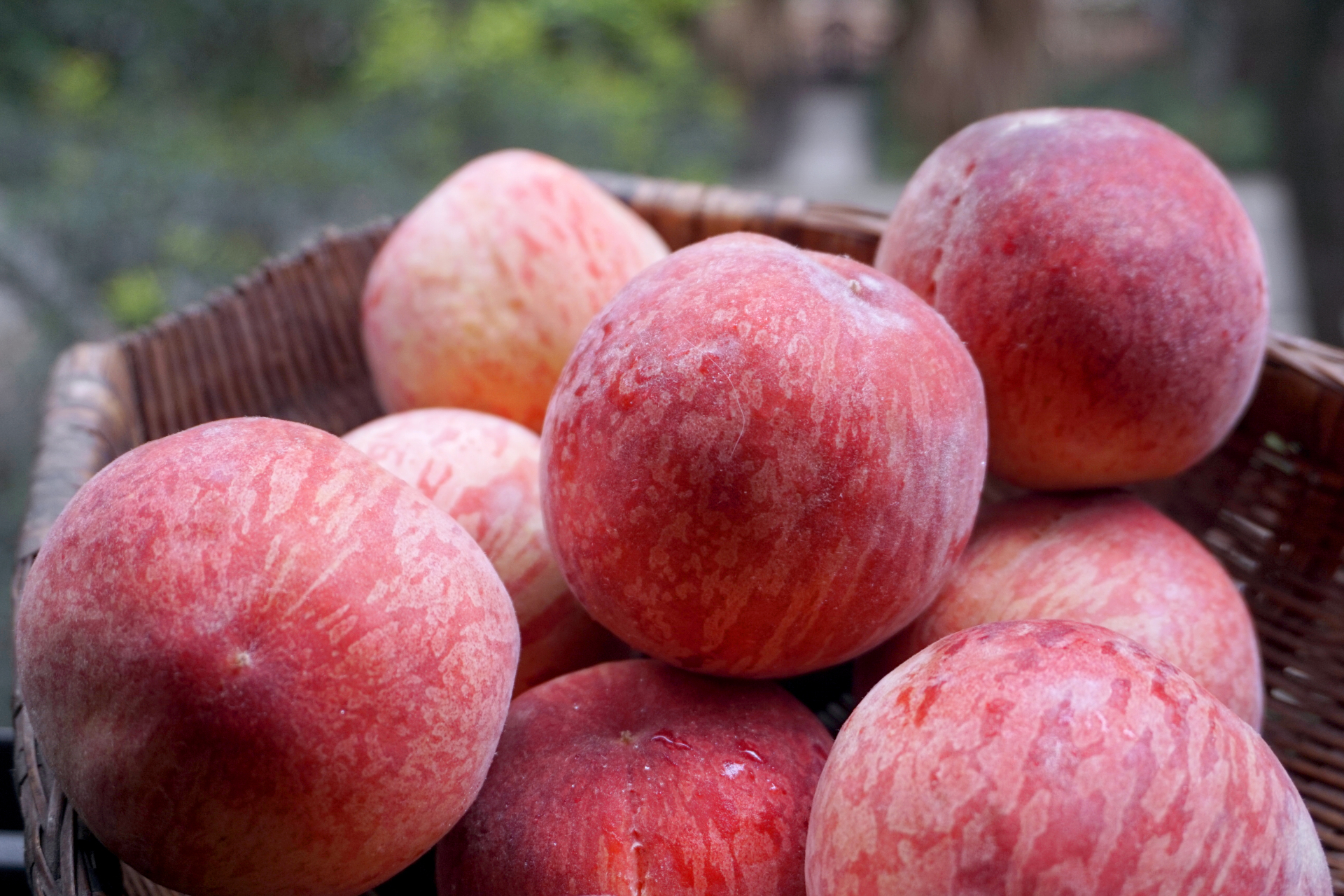能体现成都龙泉驿水蜜桃真正特色的"撕皮型"头茬桃子熟了.
