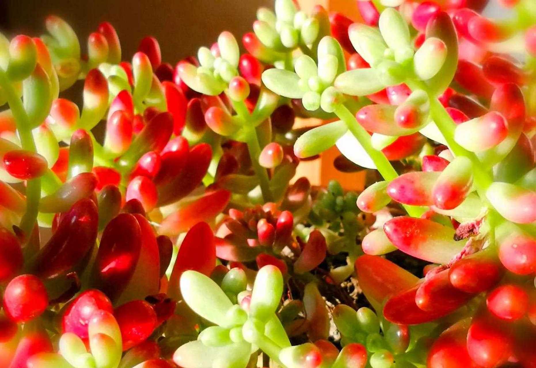 【虹之玉多肉,可爱添喜庆】[蜡烛]     看见肉肉胖嘟嘟的,有各种颜色