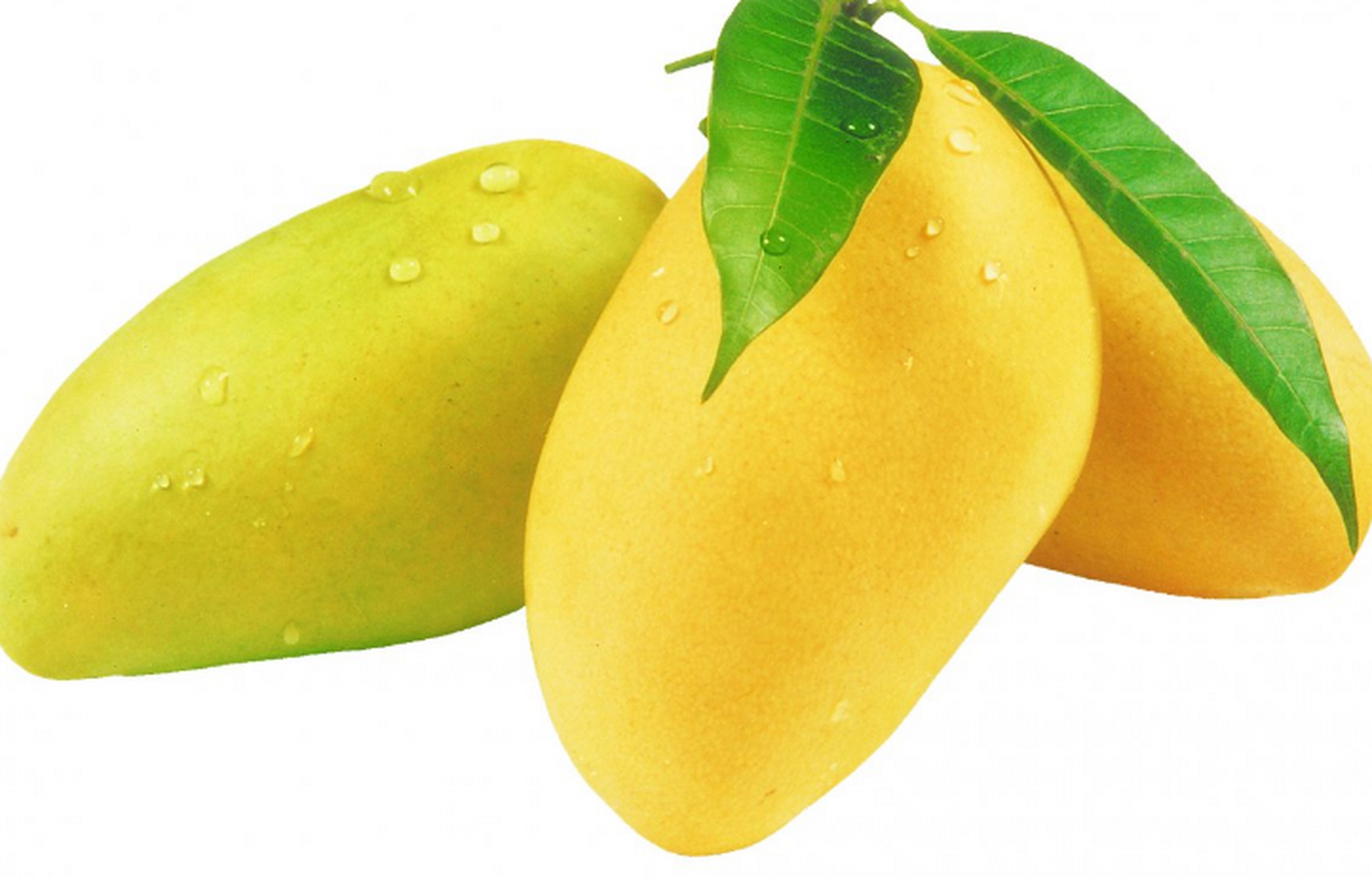 而且芒果中的果胶,果糖比较丰富,能够增强人体的免疫力,在一定程度上