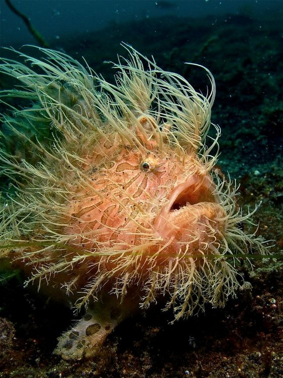 多毛蛙鱼是一种长满刺的鱼,它身上的这些类似毛发的刺,使它能够伪装