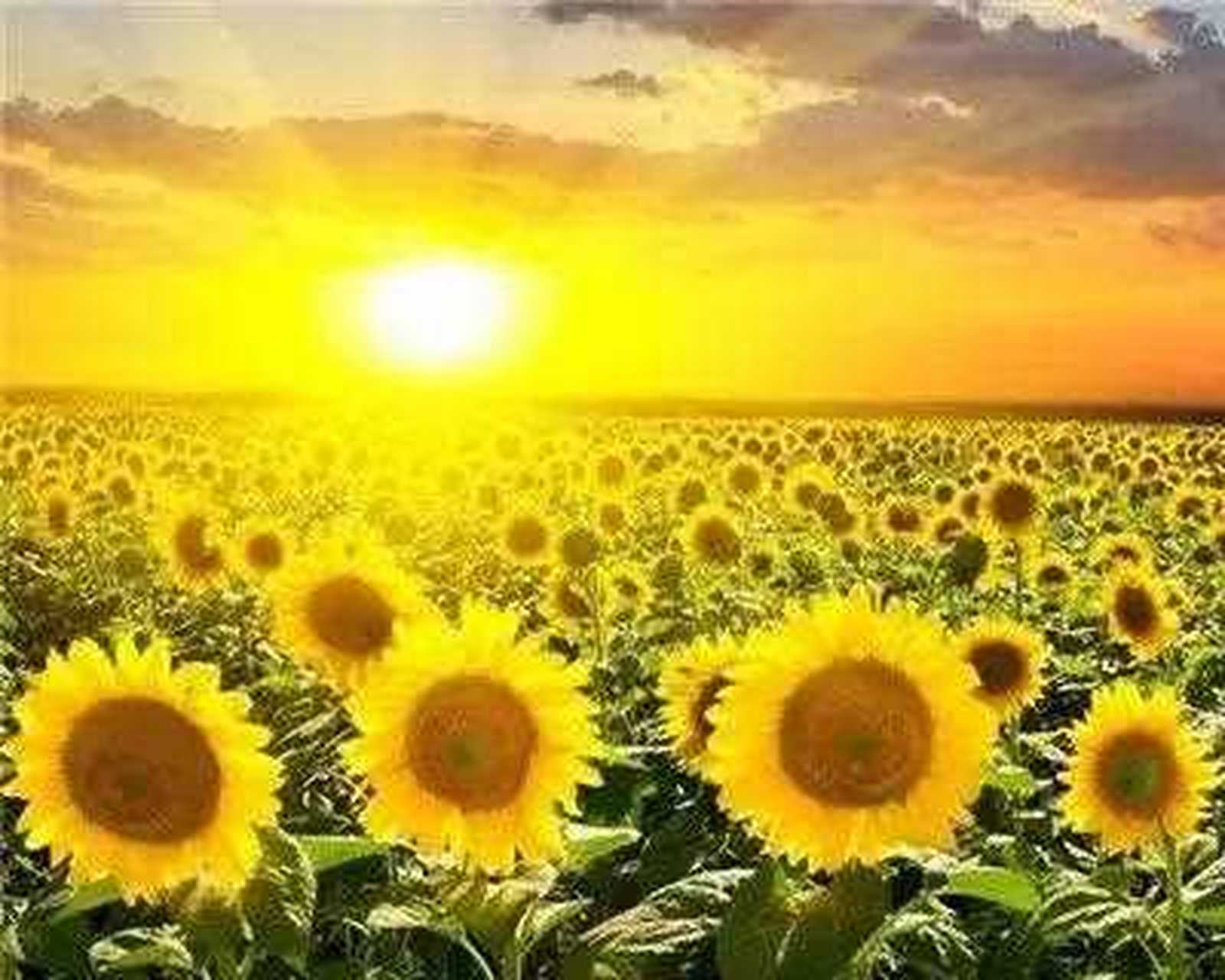 开心你就笑太阳当空照,花儿对我笑,小鸟说早早早,你为什么背上小书包