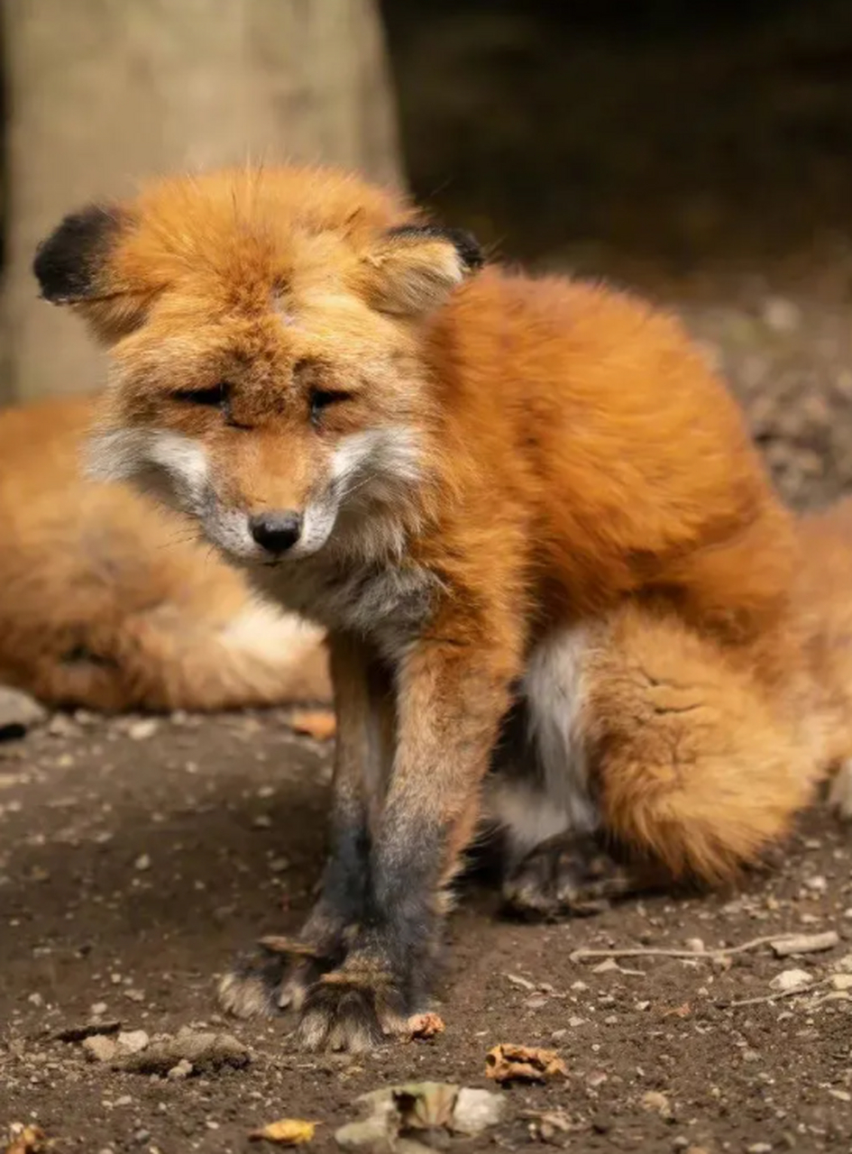 好悲伤的小狐狸