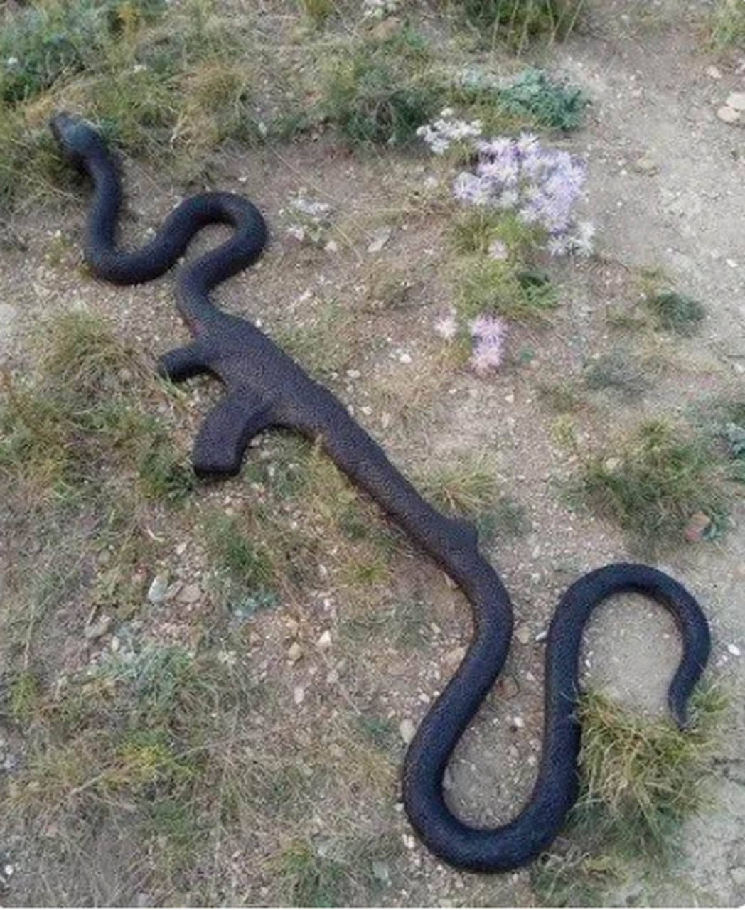 这是啥生物?咋还长脚了?