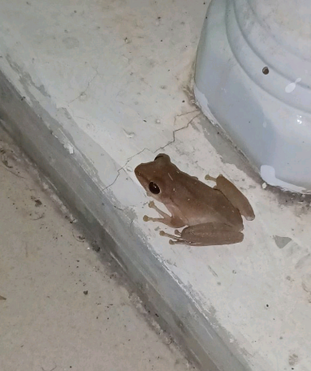 这是什么蛙啊,眼睛这么大