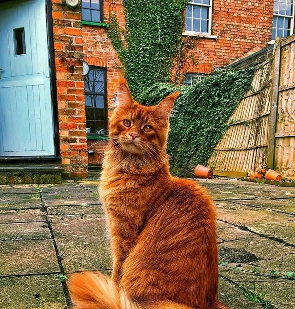 那些特别像模特的猫咪,神气极了