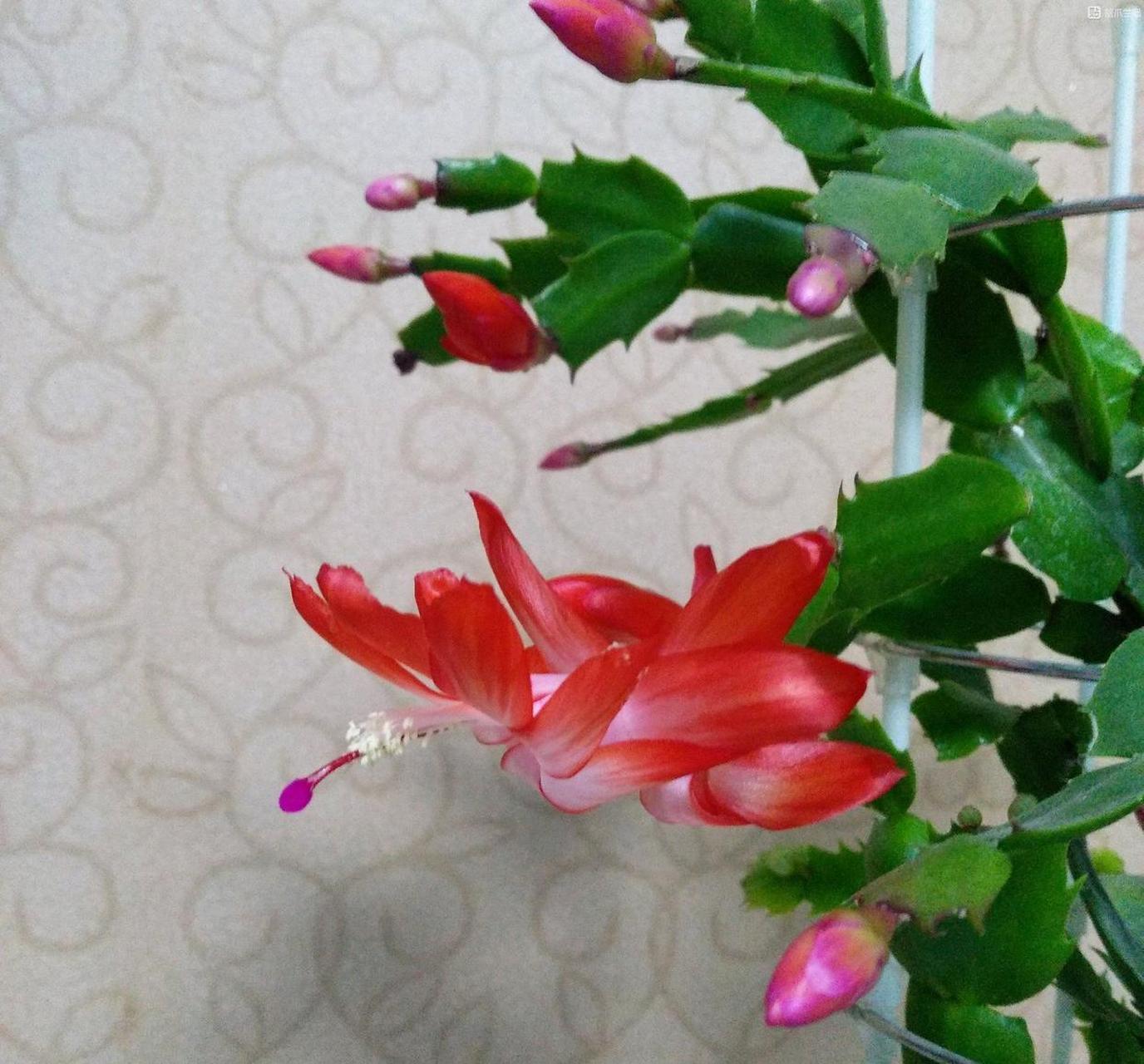 蟹爪兰"爱丽丝"开花的样子[期待]红白相间的花色,在阳光底下闪亮亮的