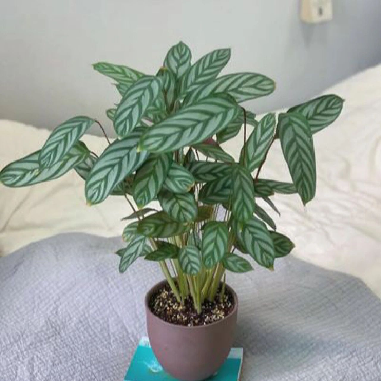 每天认识一种绿植:"斑斓且傲慢"飞羽竹芋 91名称:飞羽竹芋 98养护