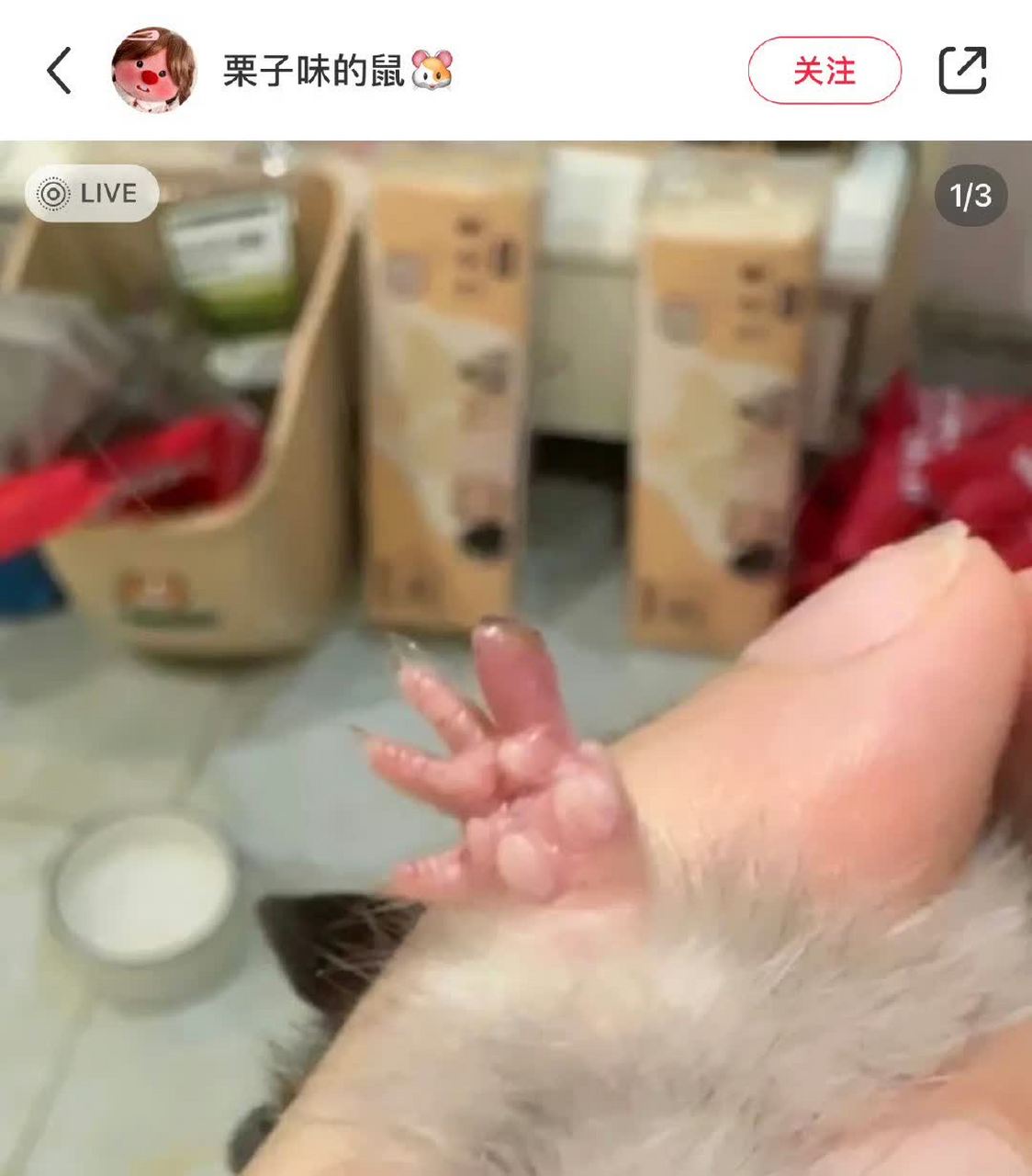 蚊子咬了小老鼠的脚