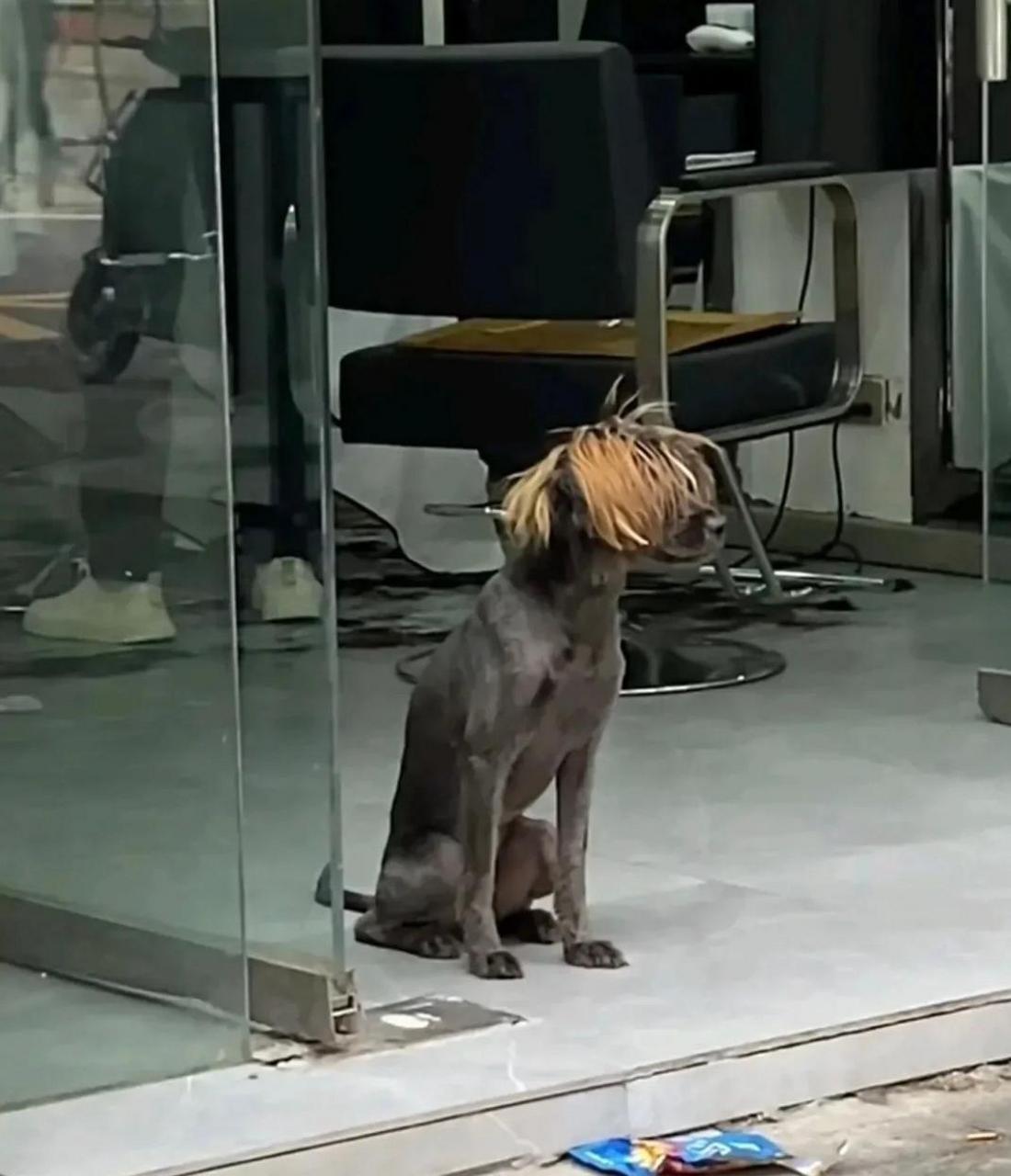 网友:理发店的tony狗,门口一站,像极了理完发的我,自我感觉良好.