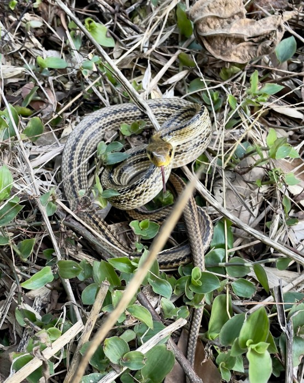 若在野外遇到蛇类,千万不要轻易靠近.