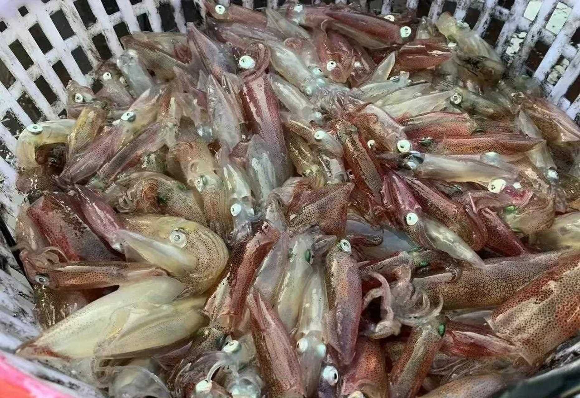 鱿鱼可以人工养殖吗?如何实现人工养殖?探讨其技术,优势和难点