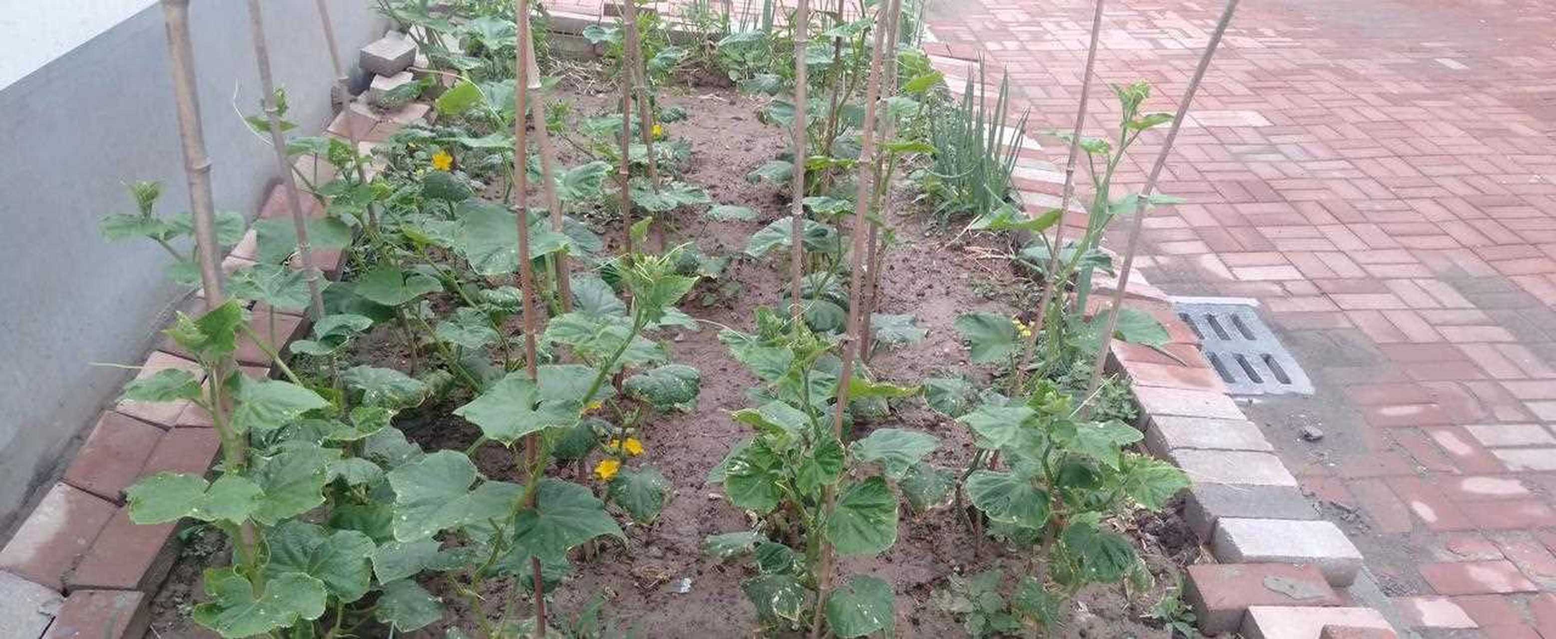 黄瓜苗种植时间和方法图片