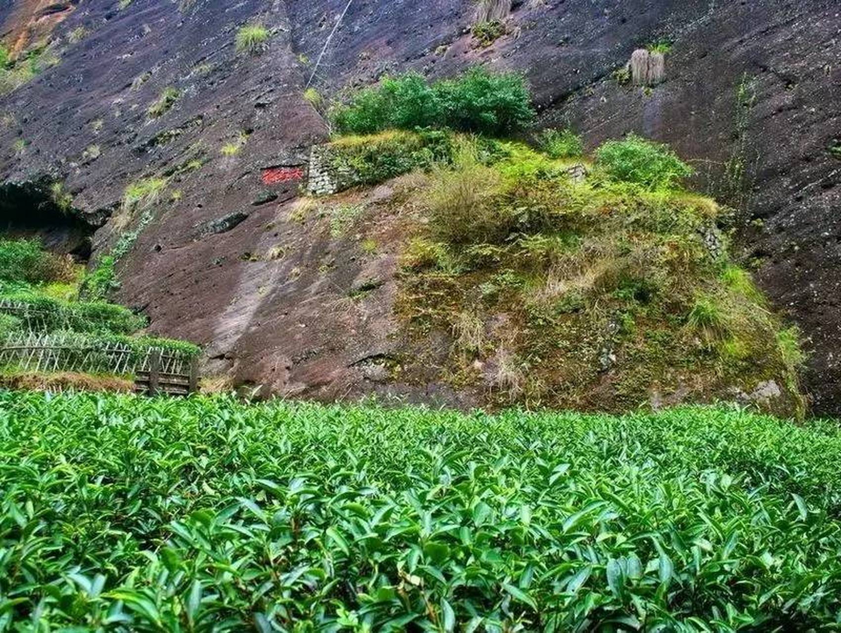 福建武夷山大红袍母树图片