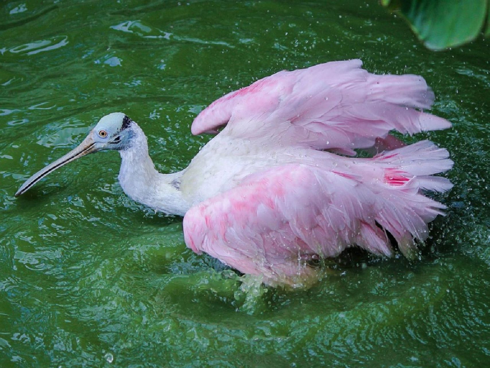 每天陪孩子一起瞧动物 名称:粉红琵鹭(platalea ajaja 别名:玫瑰琵鹭