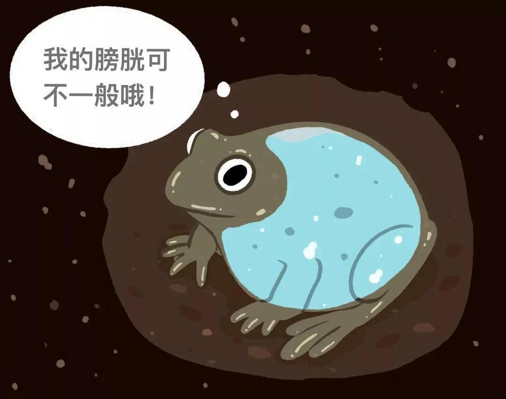 在澳大利亚沙漠,生活着一群蓄水蛙,这种蛙类顾名思义储水能力超强