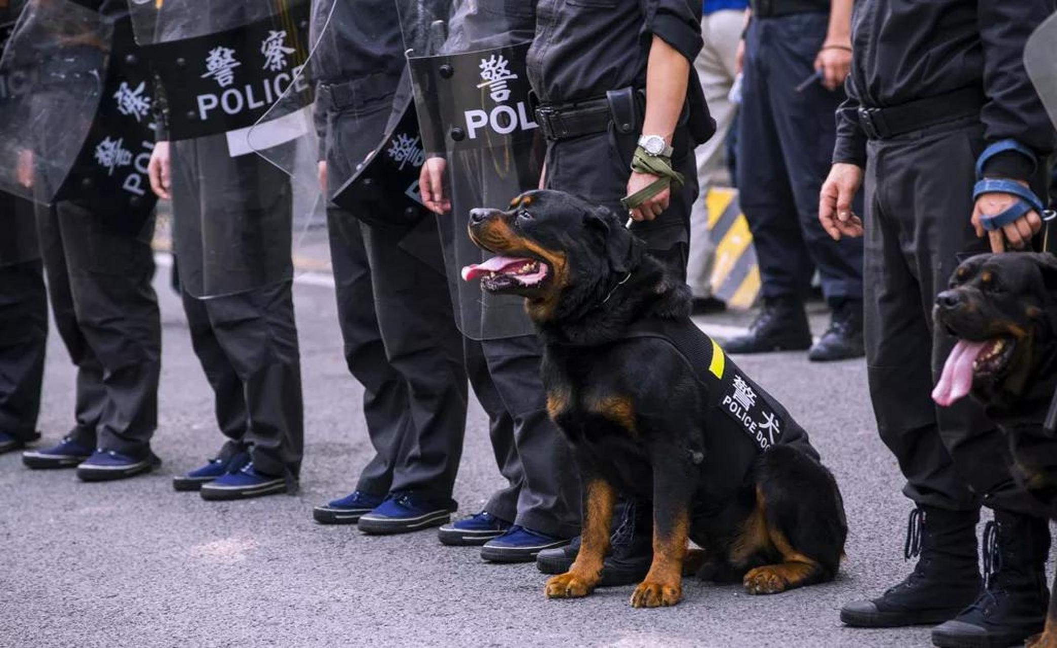 警犬,军犬,缉毒犬和搜救犬等服务犬种大约有一半训练失败.