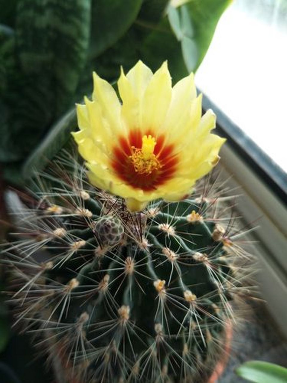 认识仙人球——龙王球 龙王球是仙人掌科瘤玉属植物,茎球形至短圆筒形