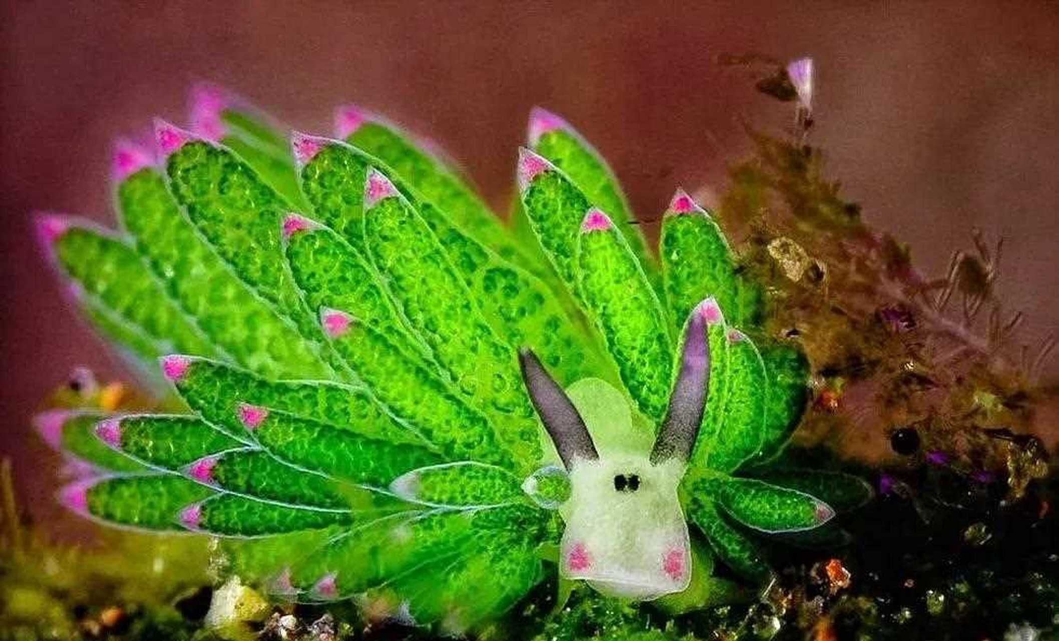 在美丽富饶的西沙海域,生活着一群萌萌哒小可爱,它们就是海蛞蝓,俗称