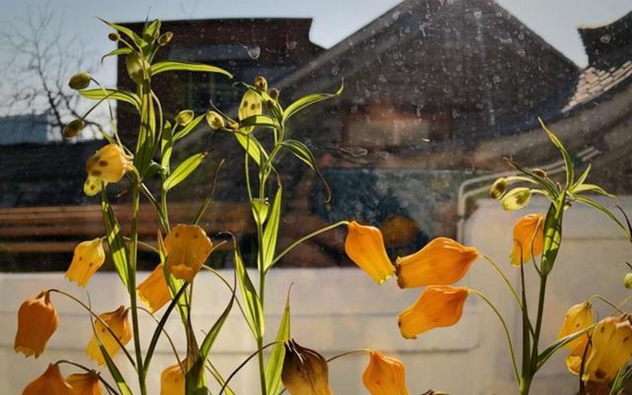 宫灯百合的花语,令人过目不忘,开花淡雅颜值颇高