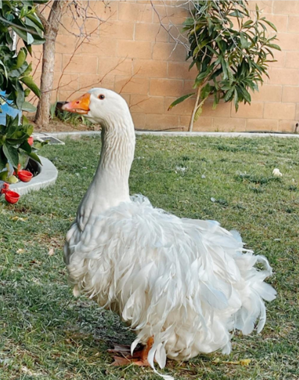 我见过的最漂亮的鹅,还是卷毛的