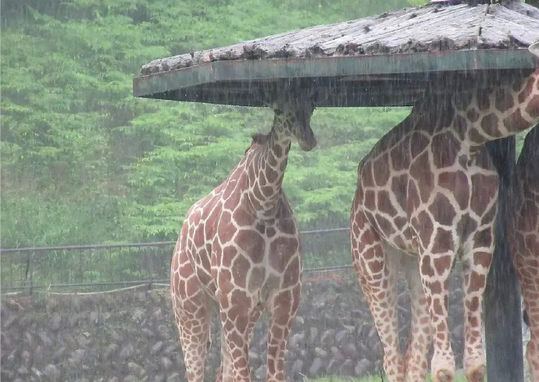 鹿在屋檐下不得不低头