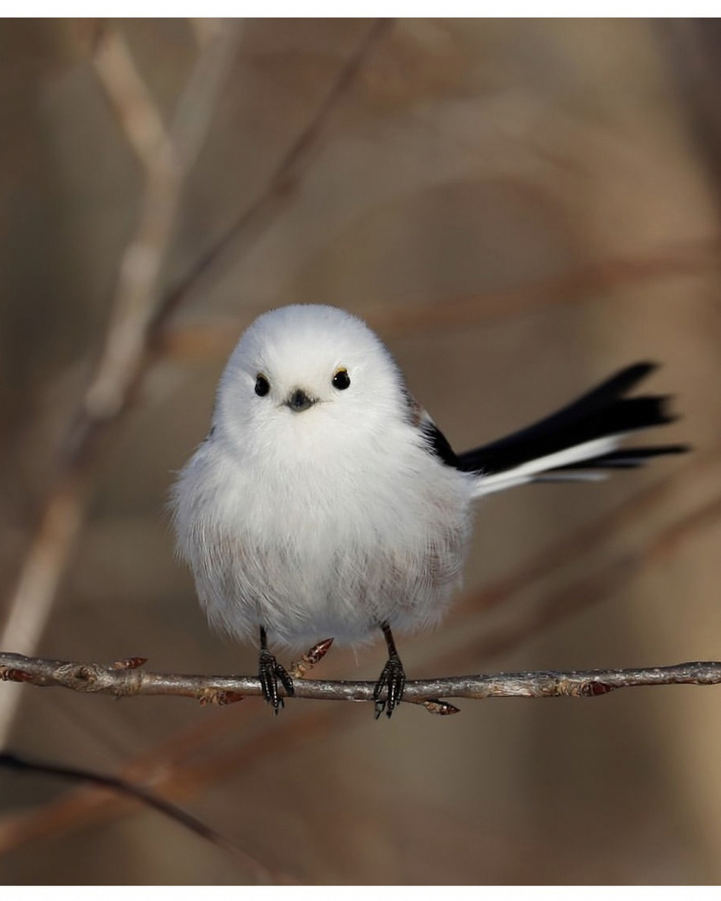 除了肥啾啾的身子,原来还有条这么长的尾巴,怪不得