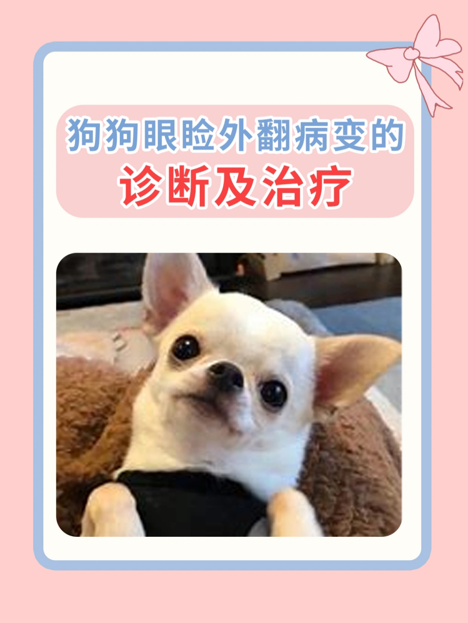 狗狗眼睑外翻病变的诊断及治疗 眼睑外翻 指犬部分或全部睑缘向外翻转