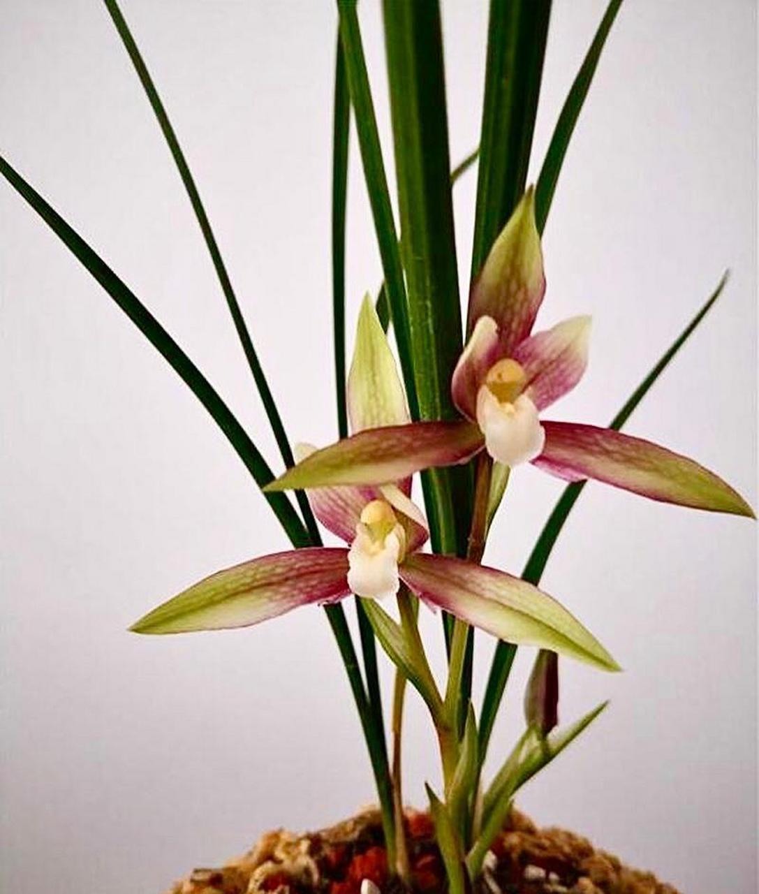 今天给兰友们分享一颗春兰的彩素,名字叫虹蝉素,这个花最大的特点是