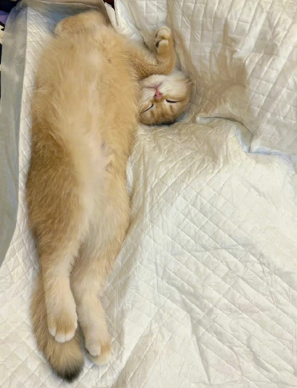 给大家表演个绝活,头身分离术!