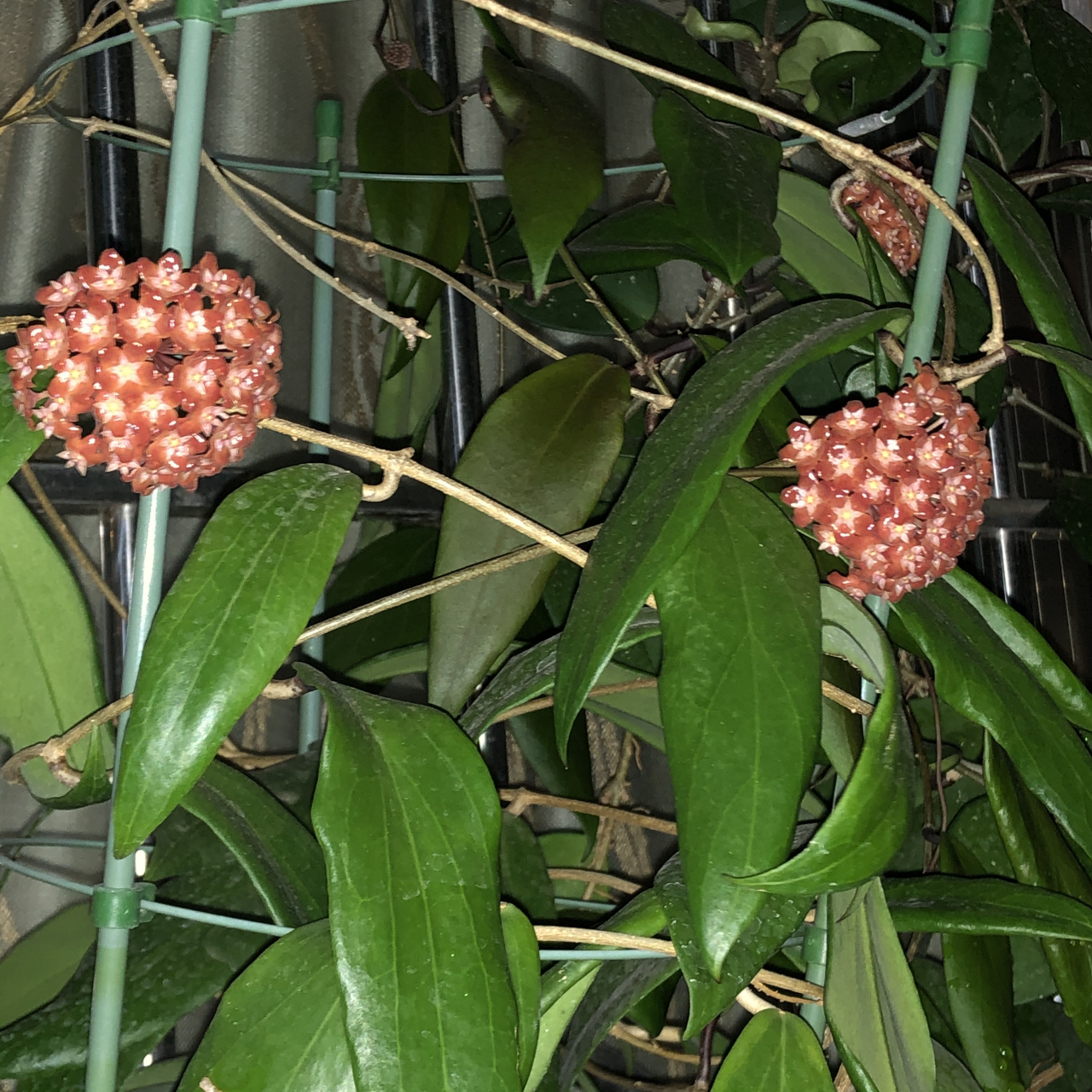 阳台朝北,或是采光条件不佳的花友,养花可以选择这个品种——火红球兰