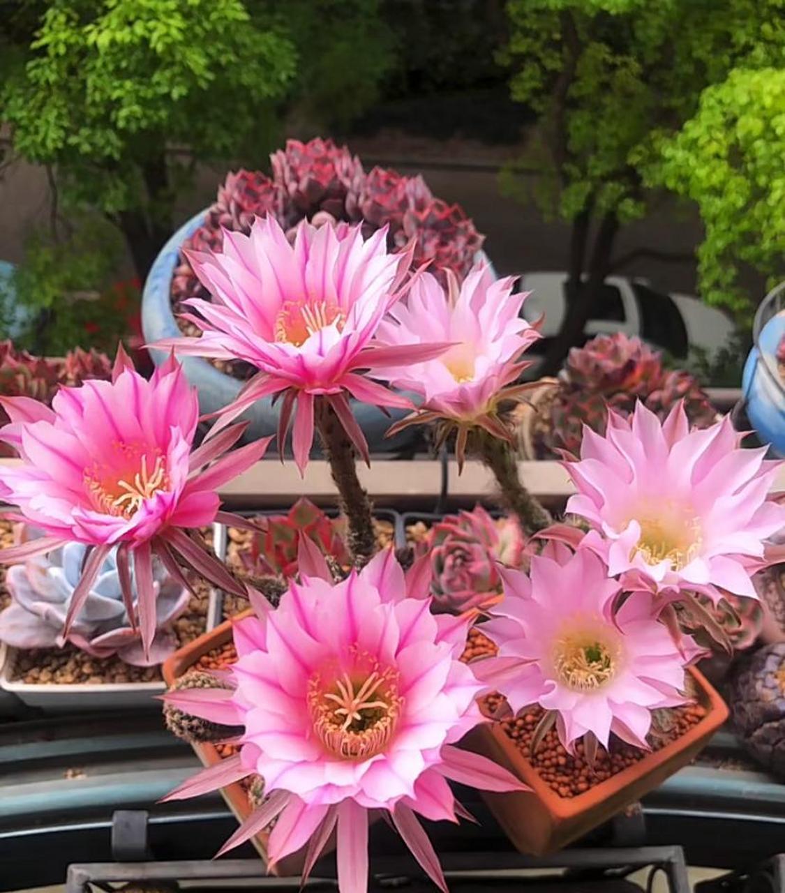 仙人球界的"女神"——粉花黑金刚,专为观赏而生的园艺品种,由毛花柱和