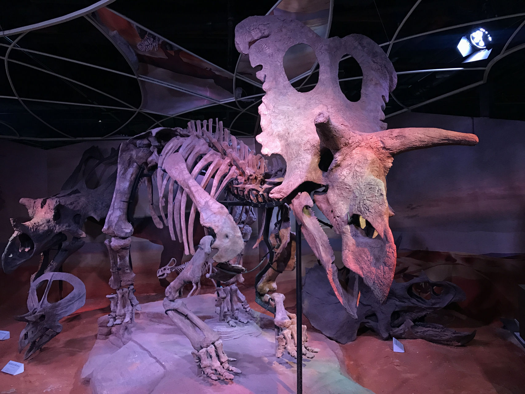 恐龙# 梅杜莎角龙(medusaceratops)的属名来自希腊神话中的蛇发女妖