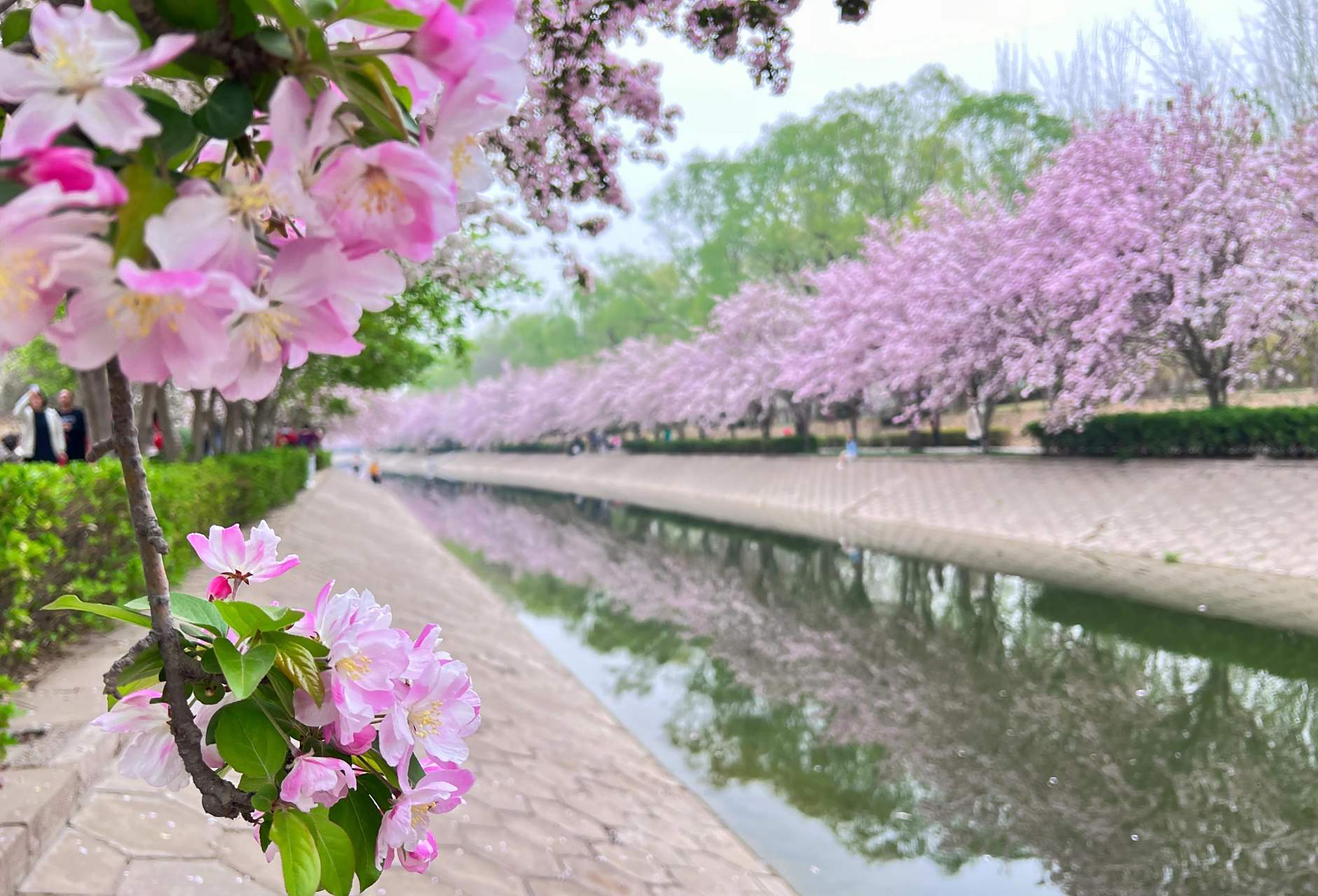 北京·大望京的海棠花溪