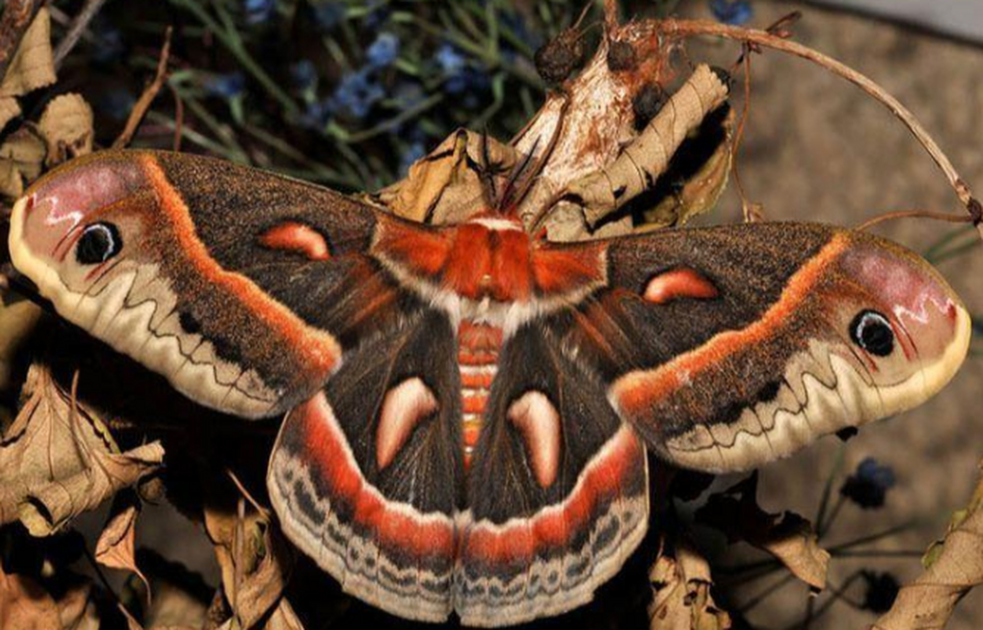 蚕蛾(hyalophoracecropia),幼虫阶段是绿色的,蜕变后变成了棕色和灰色