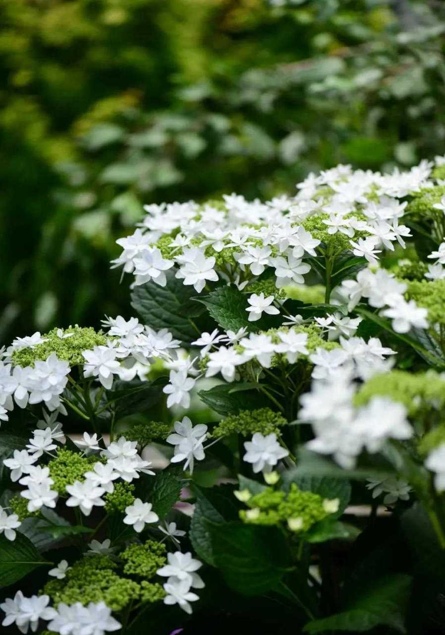 绣球白色天使,平顶款,中间的小花还没开的时候是绿色的,之后也会打开