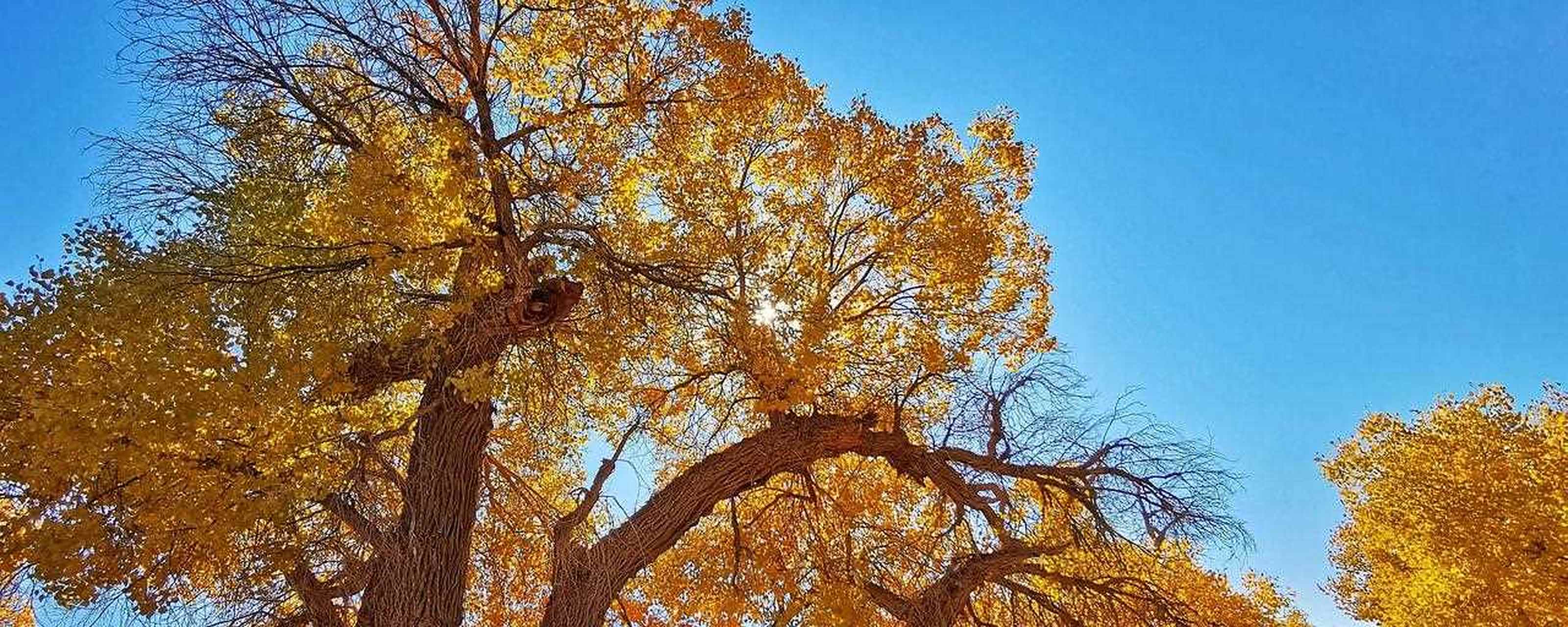 额济纳胡杨林最佳时间(额济纳胡杨林最佳旅游时间)