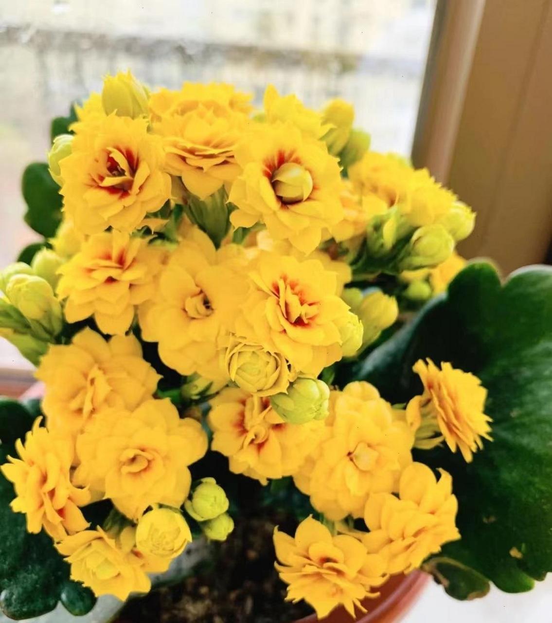 那就养盆长寿花"宝玉"吧,花型圆润饱满,状如牡丹,花色金黄,闪亮亮