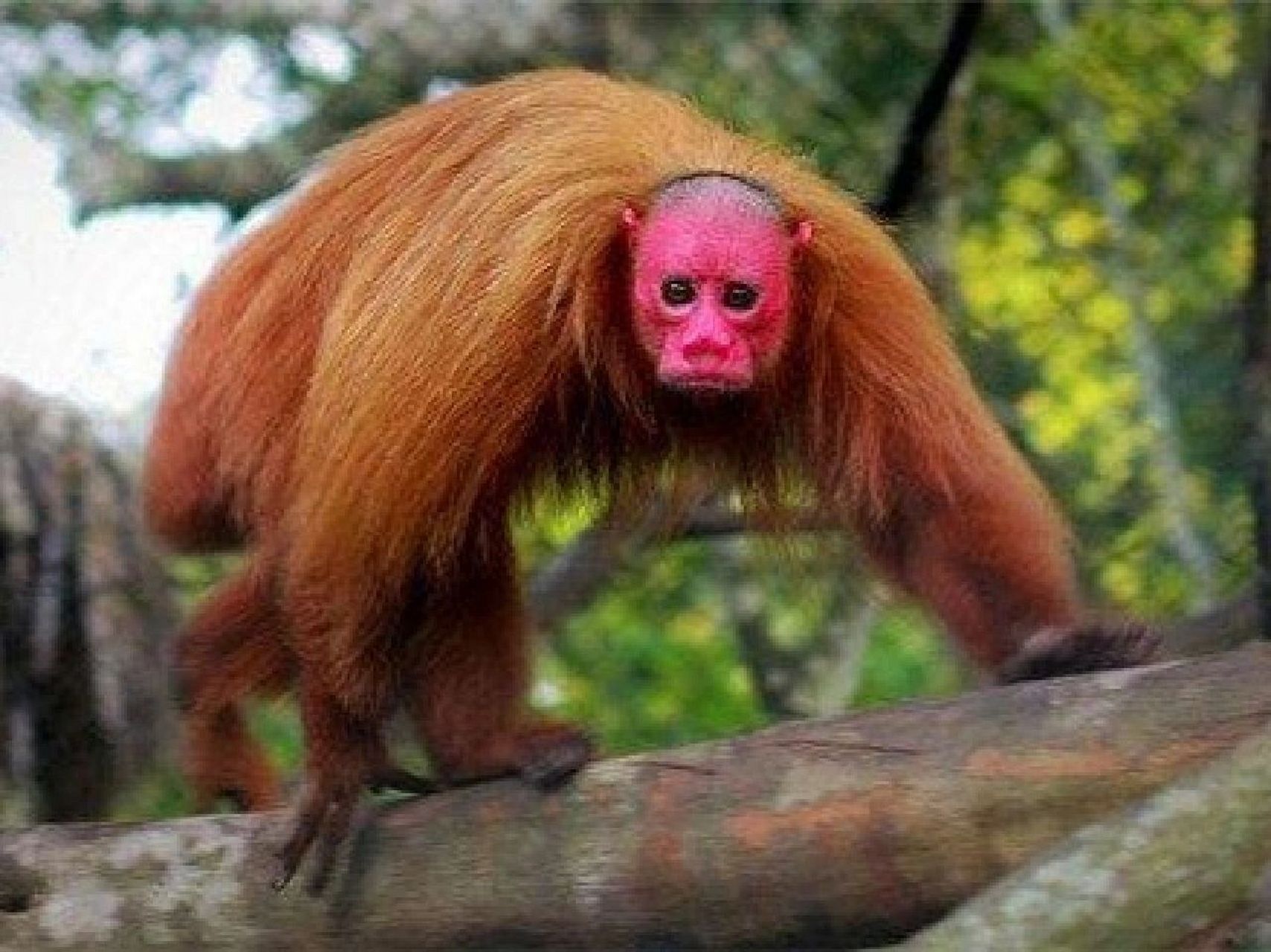 每天认识一种宝藏动物 中文名:赤秃猴 简介:赤秃猴属于白秃猴的亚种.