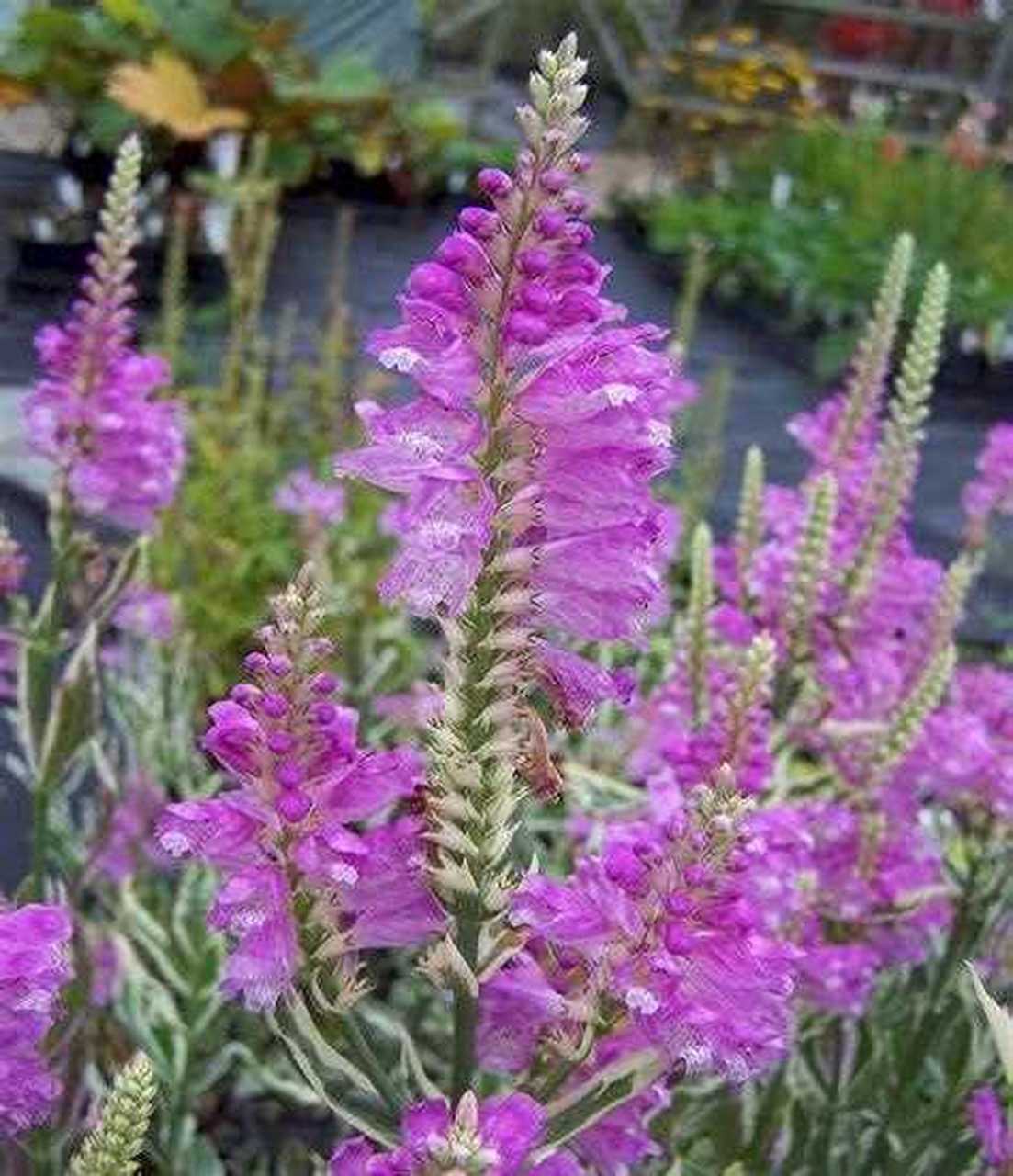 芝麻花图片大全节节高图片