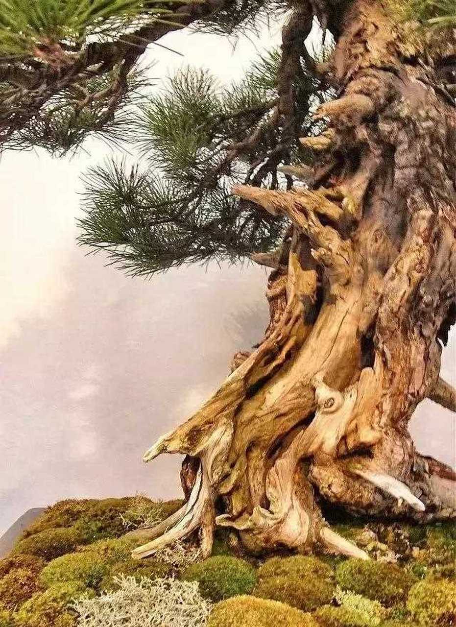 经风历雨  老辣崎岖  经典舍利干盆景佳作欣赏