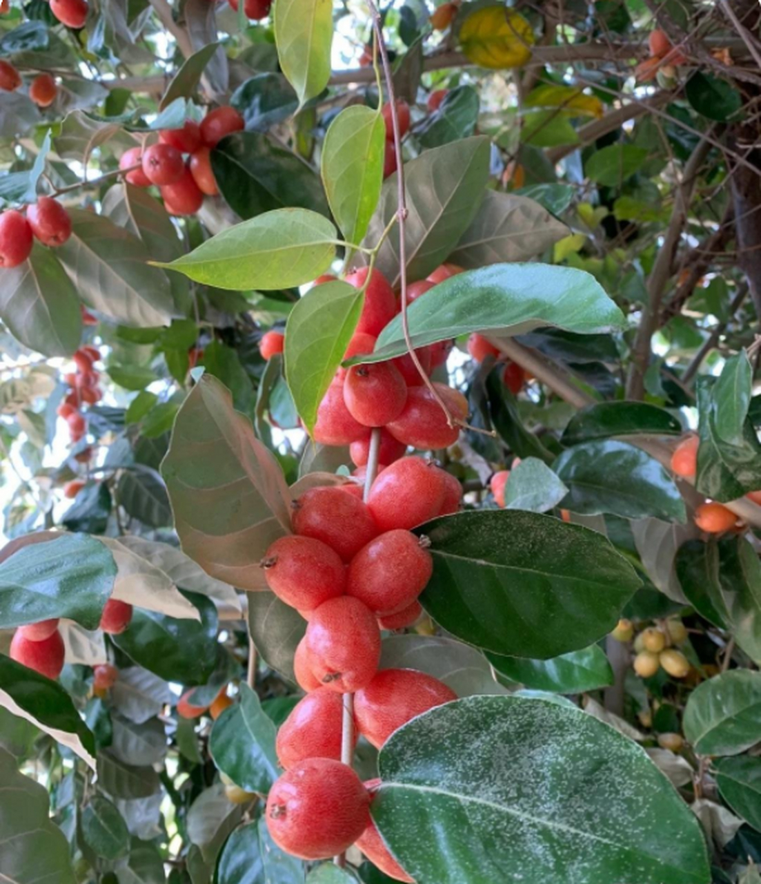 血菩提兰花图片