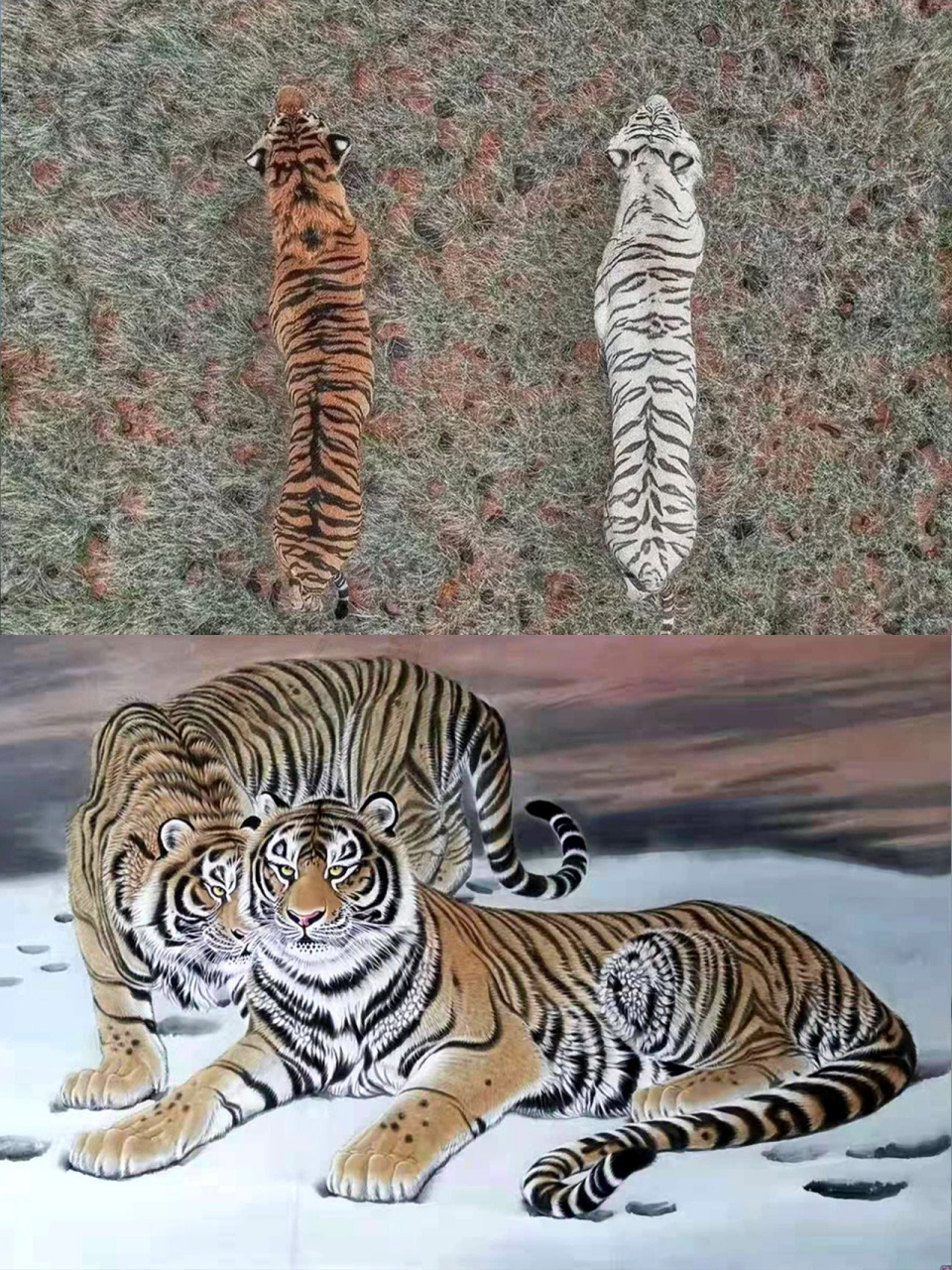 也许这就是为什么老虎被称为"大虫"的原因吧.…[你懂的]