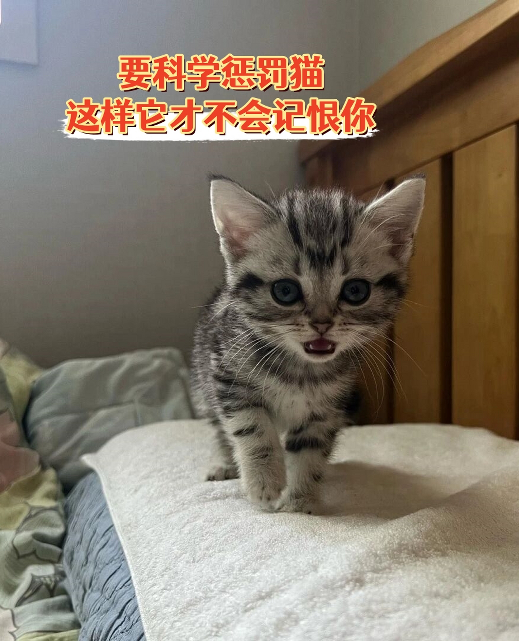 惩戒猫图片