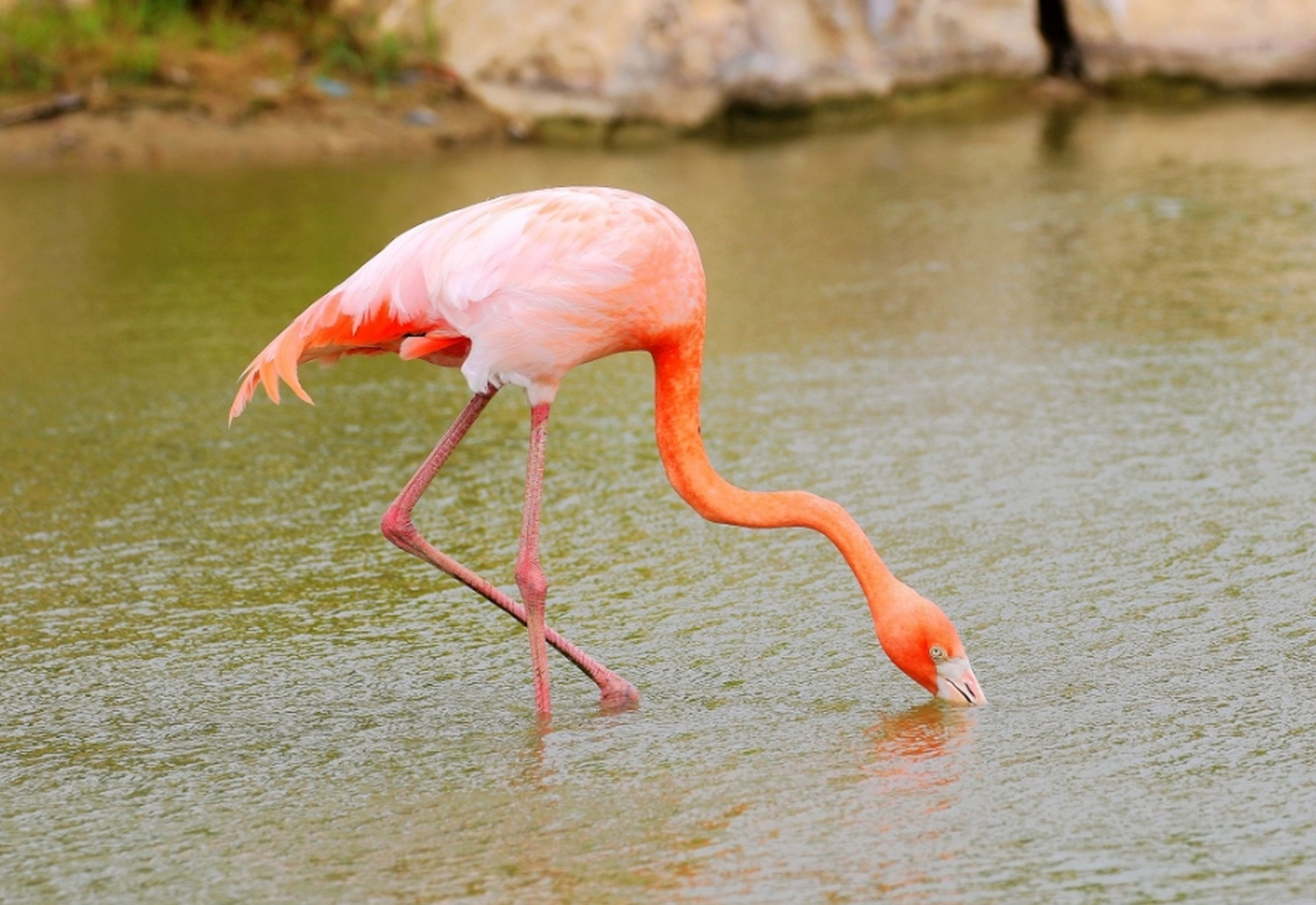 火烈鸟是一种非常引人注目的鸟类,尤其是因为它们鲜艳的颜色和独特