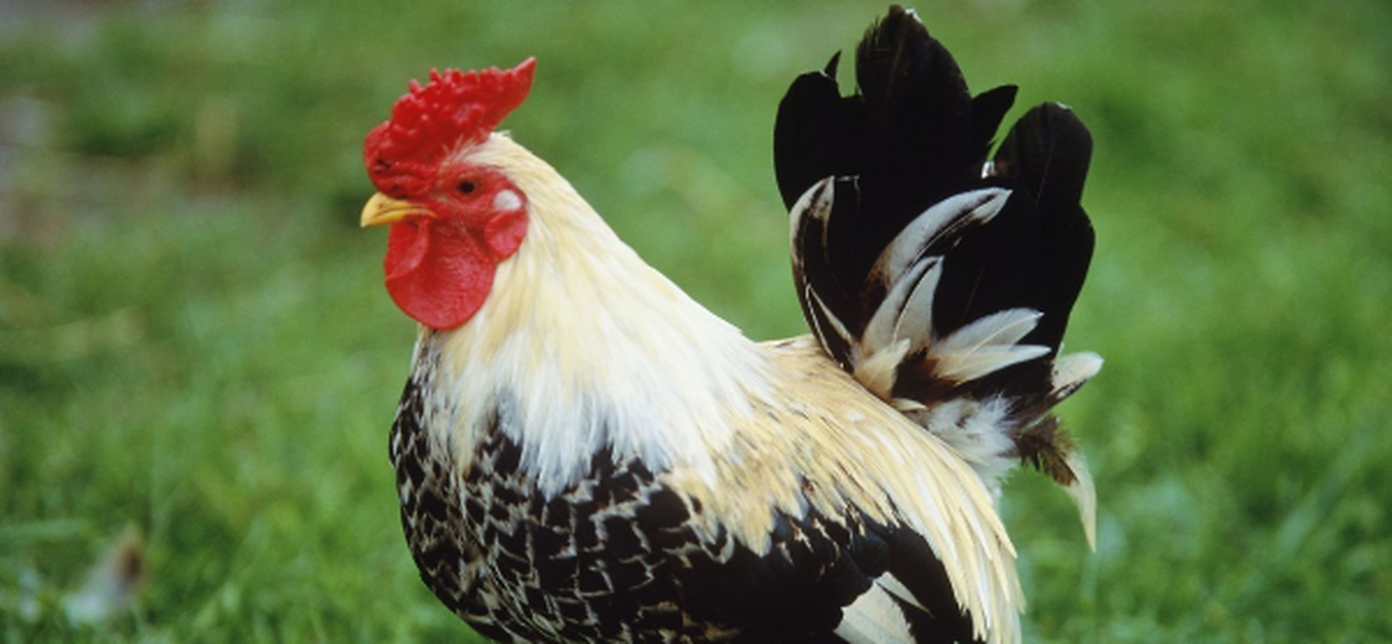 属鸡人就算是"上月穷的吃土",11号开始也是"富得流油",生意先满意,横